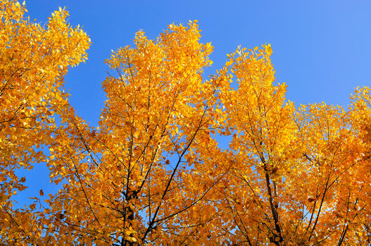 金色的树叶图片素材免费下载