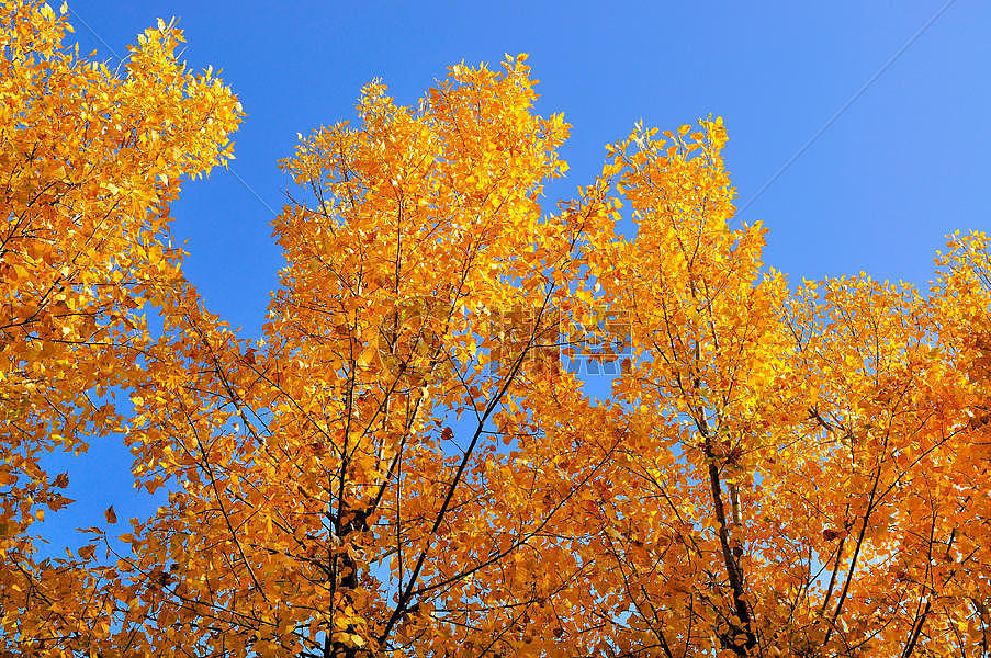 金色的树叶图片素材免费下载