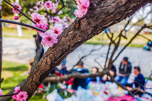 上海世纪公园樱花图片素材免费下载