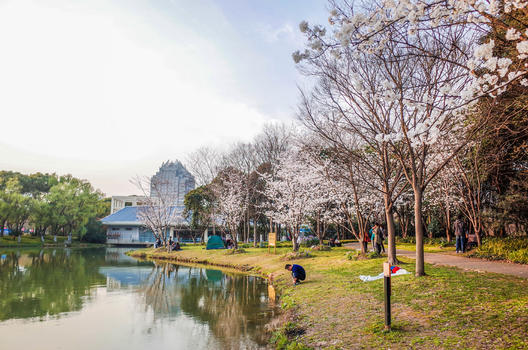 上海世纪公园樱花图片素材免费下载