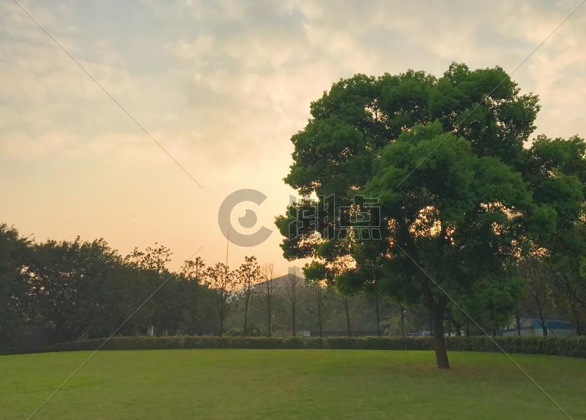 夕阳下的大树图片素材免费下载