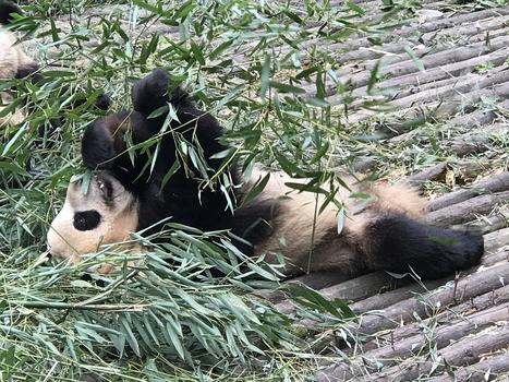 吃竹子的大熊猫图片素材免费下载