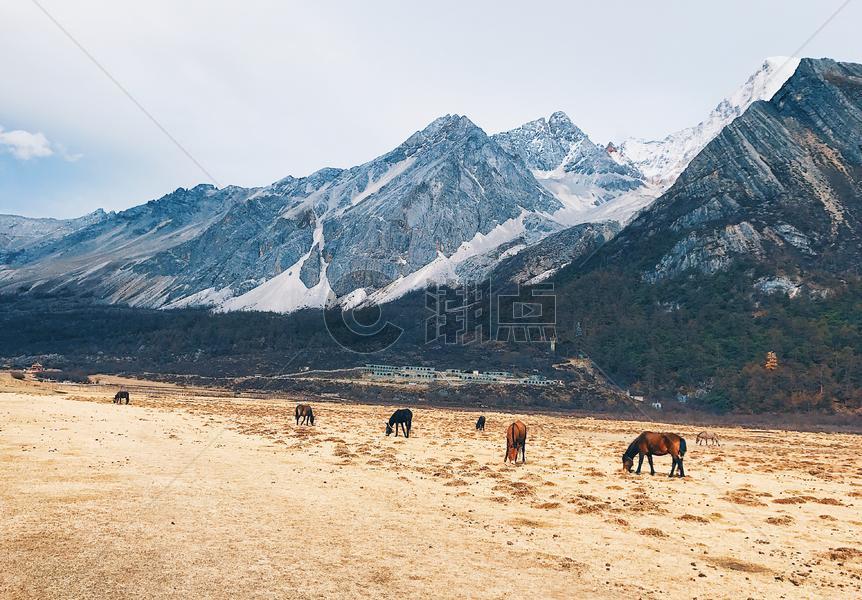 高原雪山下的马场图片素材免费下载