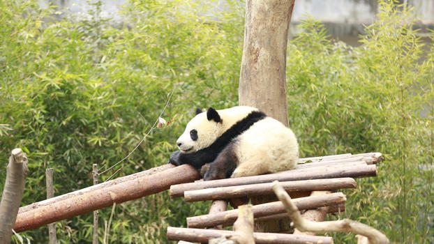 成都大熊猫基地的熊猫图片素材免费下载
