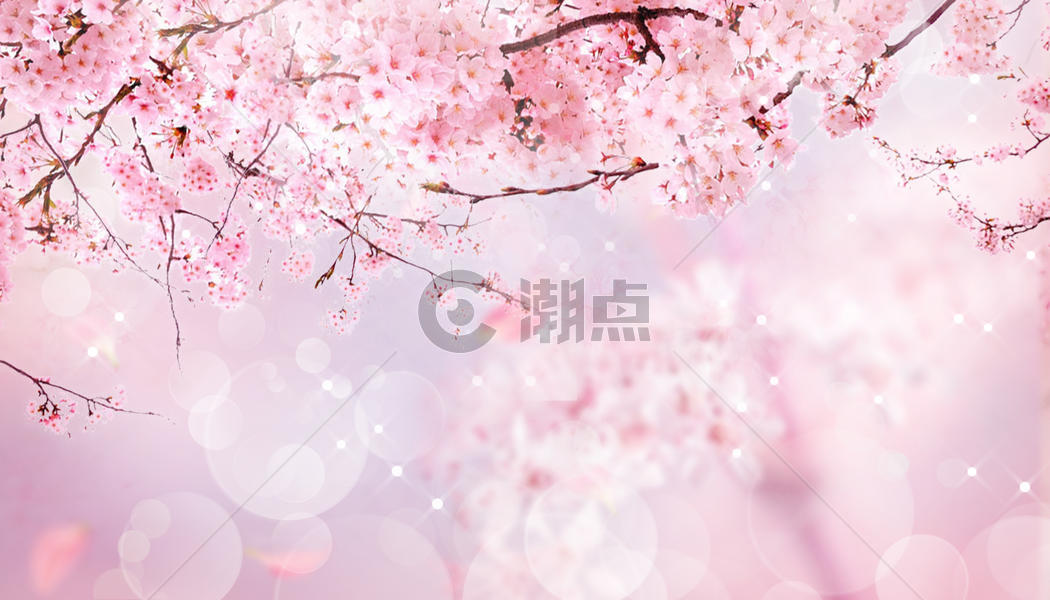 春天的樱花图片素材免费下载