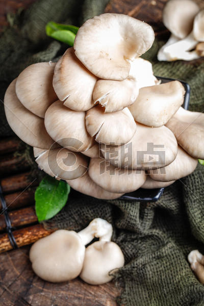 野生蘑菇图片素材免费下载