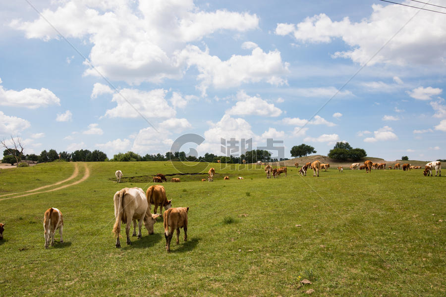 草原牧场牛羊图片素材免费下载