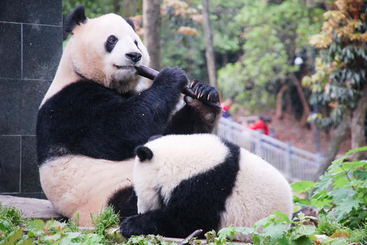 成都大熊猫基地玩耍的熊猫图片素材免费下载