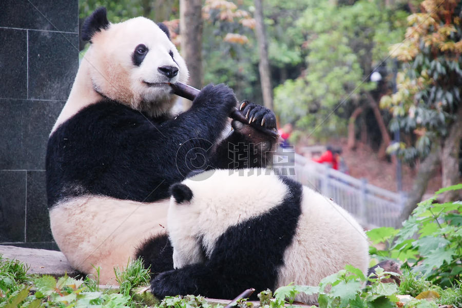 成都大熊猫基地玩耍的熊猫图片素材免费下载