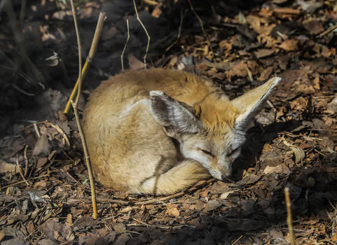 睡觉的耳廓狐图片素材免费下载