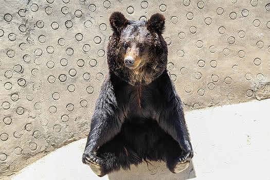 美洲棕熊图片素材免费下载