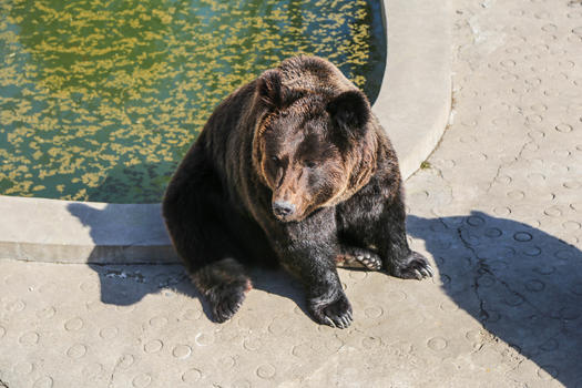 美洲棕熊图片素材免费下载
