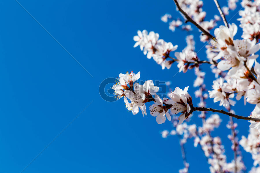 春天盛开的樱花图片素材免费下载