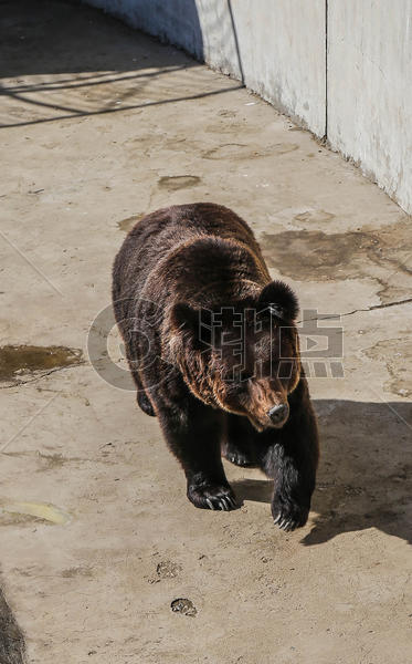 西藏棕熊图片素材免费下载