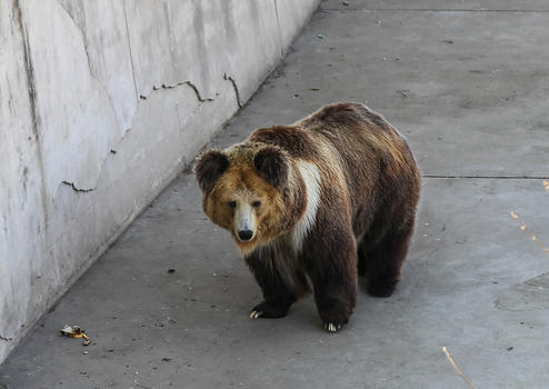 西藏棕熊图片素材免费下载