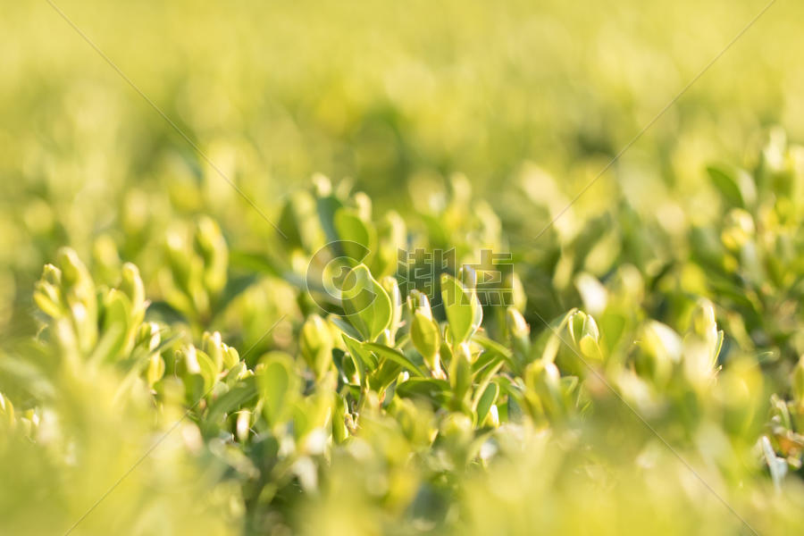 绿色背景清新环境虚化植物图片素材免费下载