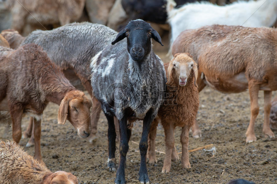 牧民羊圈山羊图片素材免费下载