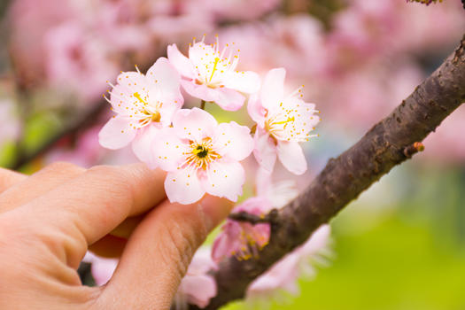 正在折盛开的樱花图片素材免费下载