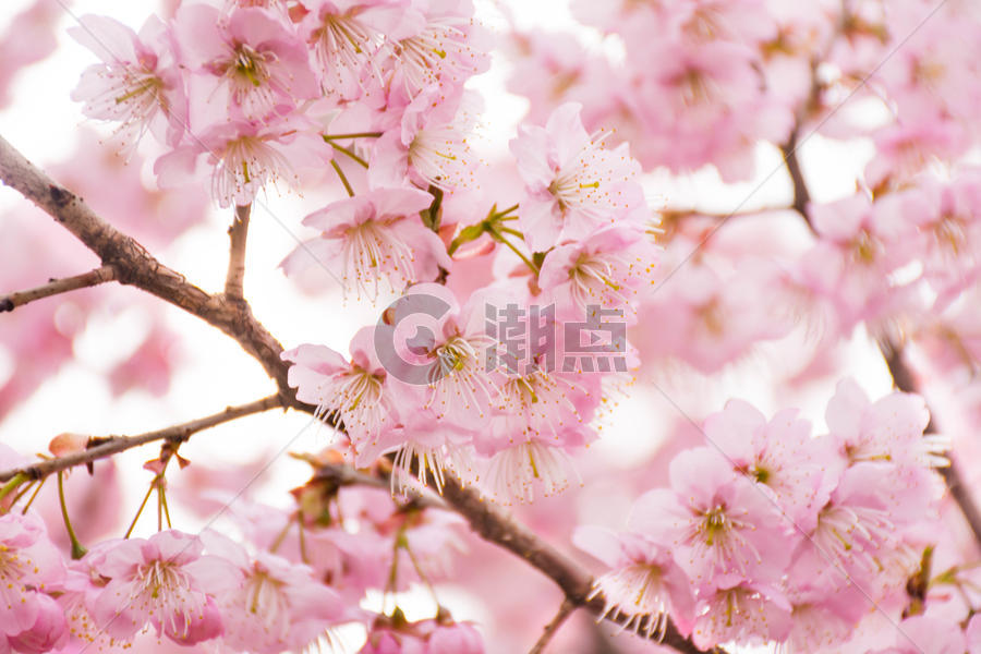 正在盛开的樱花图片素材免费下载