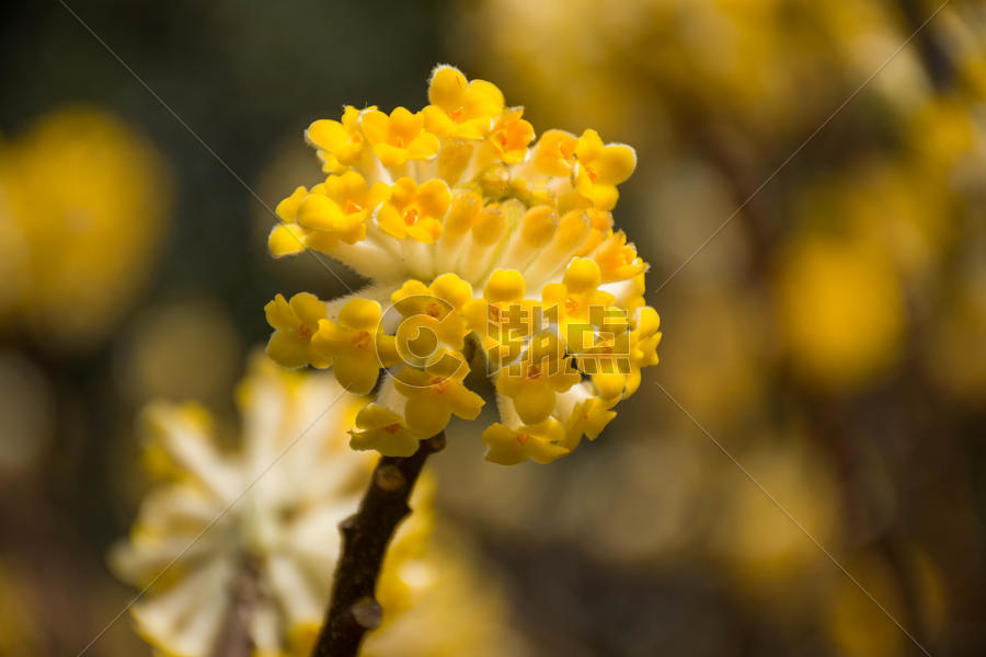 盛开的结香花摄影图6000*4000图片素材免费下载-编号952969-潮点视频