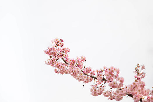 正在盛开的樱花图片素材免费下载