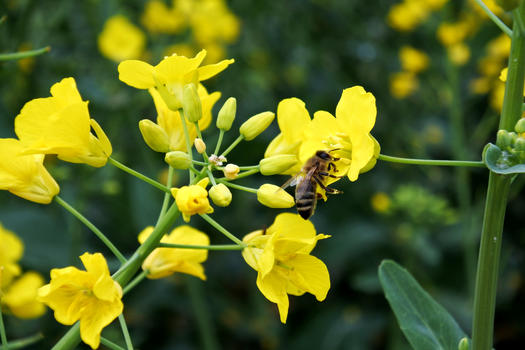 蜜蜂在油菜花上采蜜图片素材免费下载