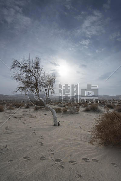沙漠梭梭图片素材免费下载