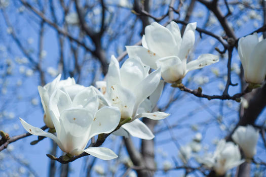 春季盛开的白玉兰花图片素材免费下载