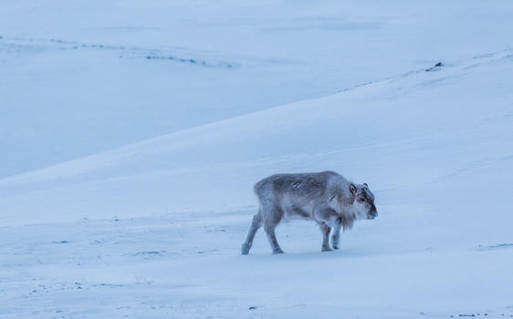北极驯鹿图片素材免费下载