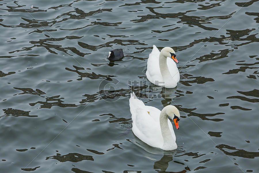 湖中的天鹅图片素材免费下载