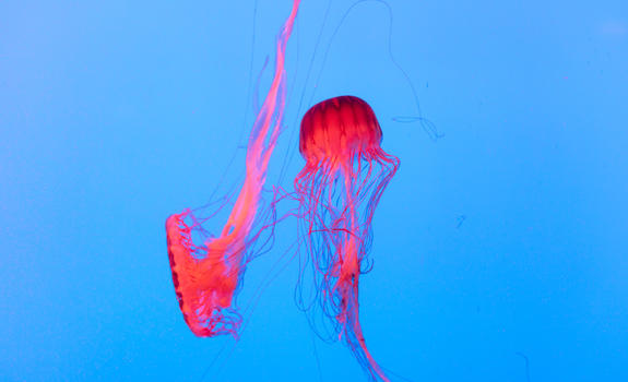 水族馆梦幻般的水母图片素材免费下载