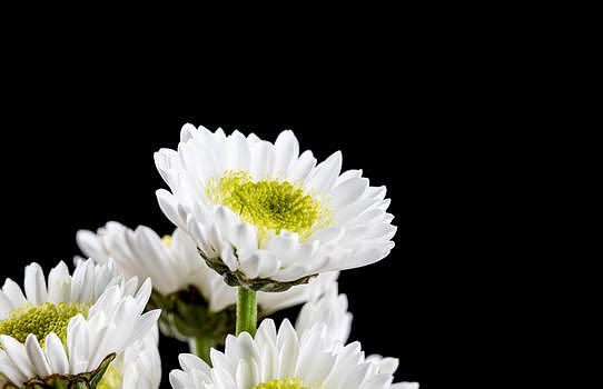 白色雏菊图片素材免费下载