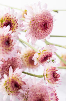 粉色雏菊图片素材免费下载