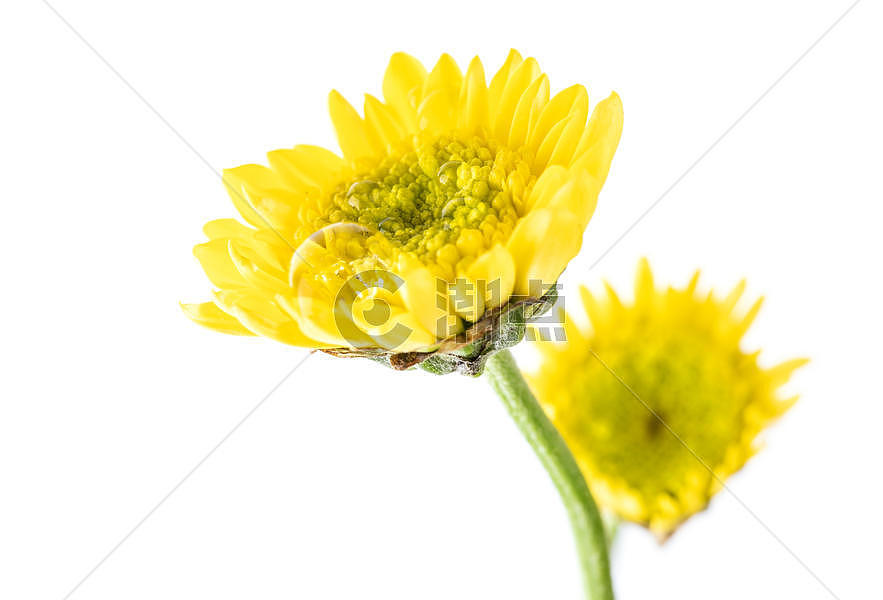 黄色雏菊图片素材免费下载