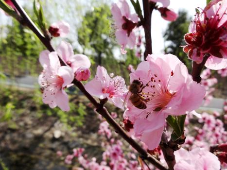 蜜蜂采蜜图片素材免费下载