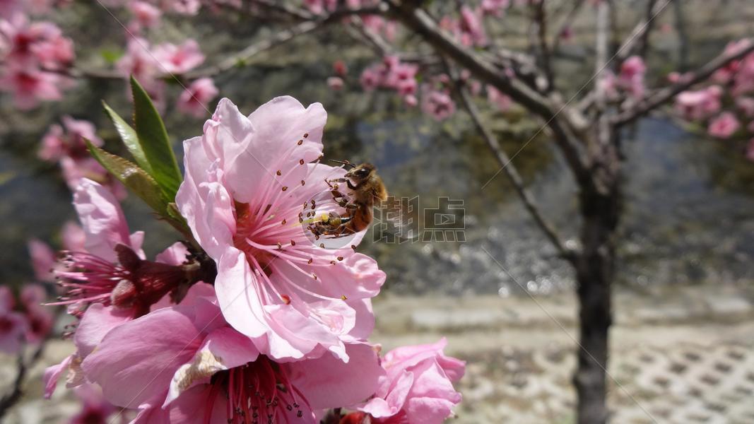 春天花卉桃花蜜蜂图片素材免费下载