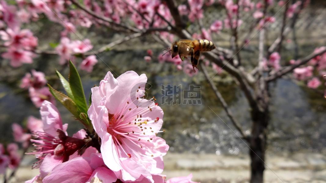 春天花卉桃花蜜蜂图片素材免费下载