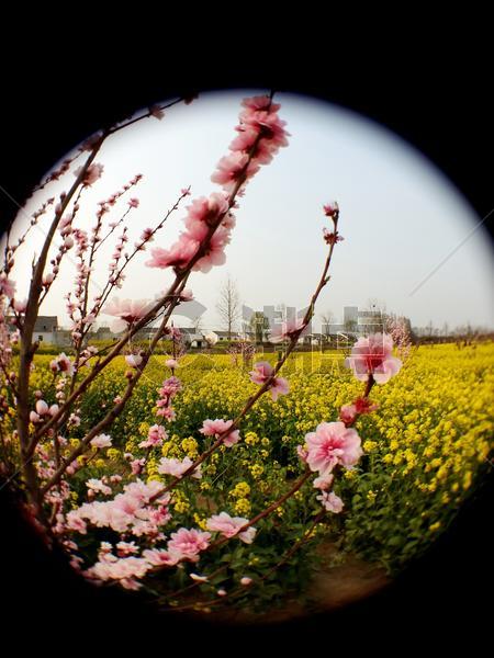 春天花卉桃花油菜花透镜图片素材免费下载