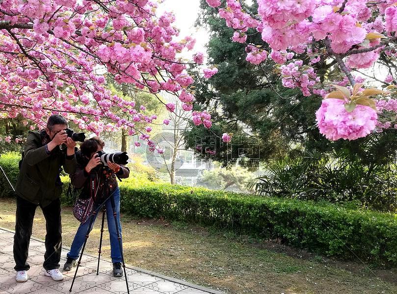 春天花卉樱花吸引摄影爱好者图片素材免费下载