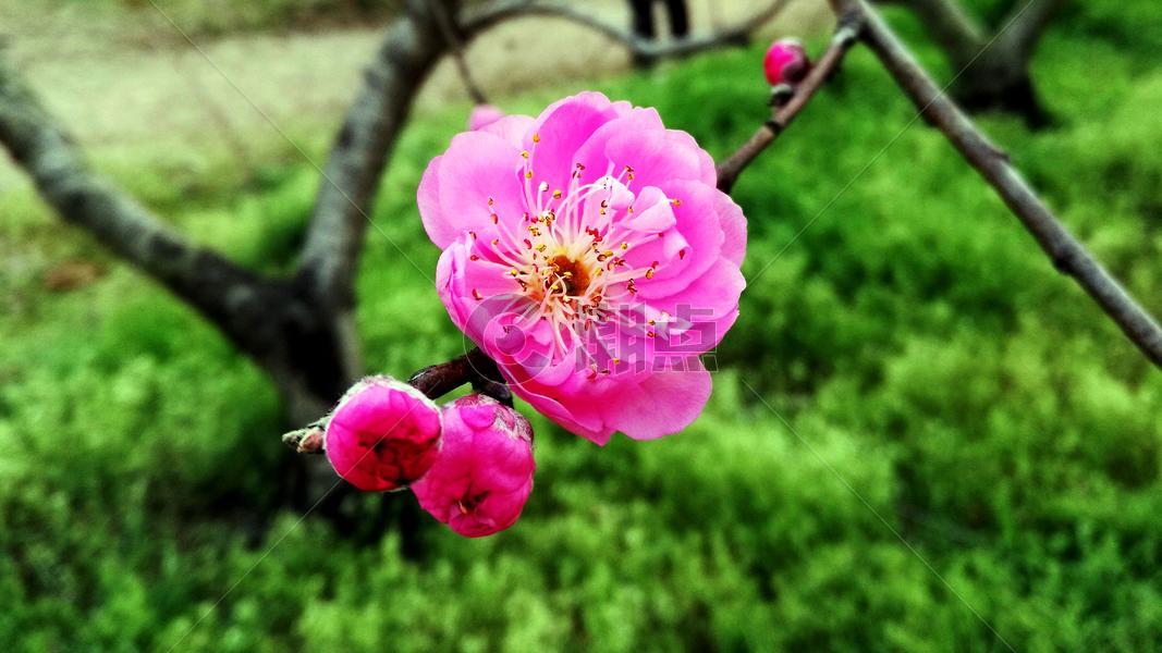 春天花卉桃花图片素材免费下载