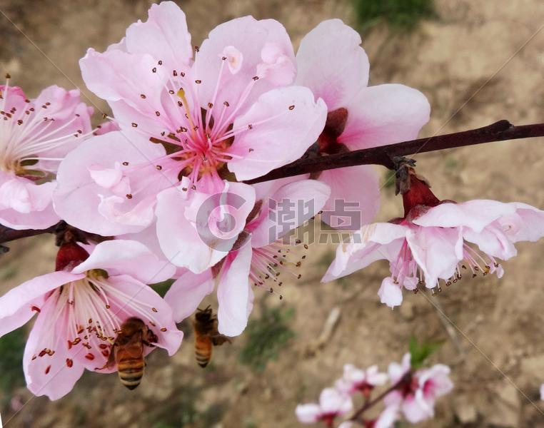 春天花卉桃花盛开的季节图片素材免费下载