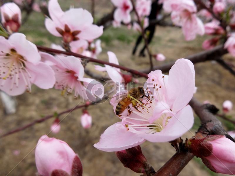 春天花卉桃花盛开的季节图片素材免费下载