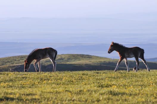 新疆草原山区牲畜马驹图片素材免费下载