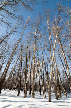 冬季杨树林图片素材免费下载