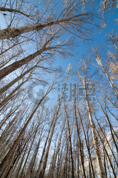 冬季杨树林图片素材免费下载