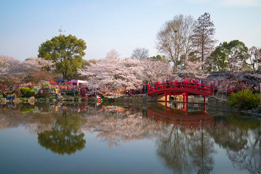 春天樱园拱桥樱花季图片素材免费下载