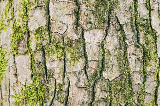 百年老树的树皮青苔背景图片素材免费下载