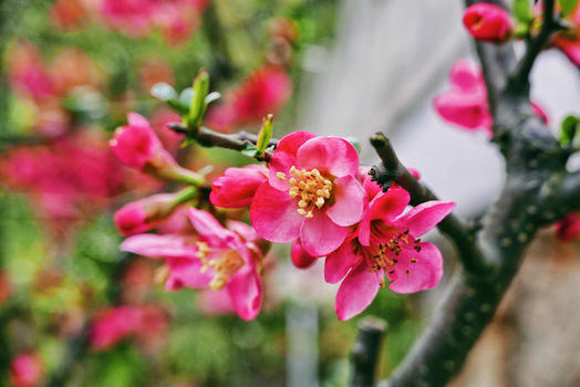 春季绽放的贴梗海棠图片素材免费下载