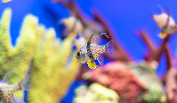 水族馆热带鱼图片素材免费下载