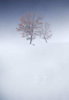雪中树图片素材免费下载